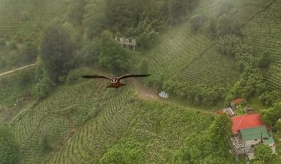 Artvin’de gökdoğan drone tarafından görüntülendi