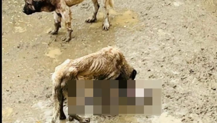 Bilecik'ten vicdanları sızlatan görüntüler! Valilikten açıklama geldi