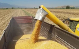 Mısır ithalatına 3 milyon tonluk tarife kontenjanı