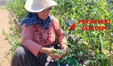 Pazaryeri’nde Devlet Desteğiyle Kurak Arazi Berekete Dönüştü: Bu yıl Hasatta 6 Ton Yaban Mersini Bekleniyor