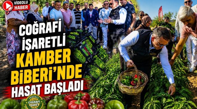 COĞRAFİ İŞARETLİ KAMBER BİBERİ’NDE HASAT BAŞLADI