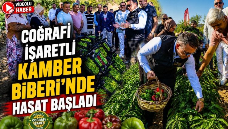COĞRAFİ İŞARETLİ KAMBER BİBERİ’NDE HASAT BAŞLADI