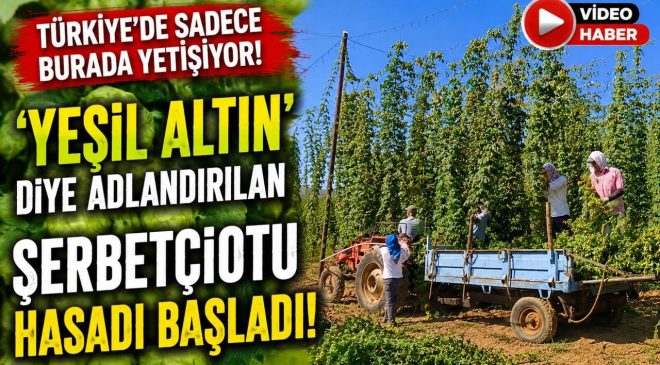 TÜRKİYE’DE SADECE BURADA YETİŞİYOR