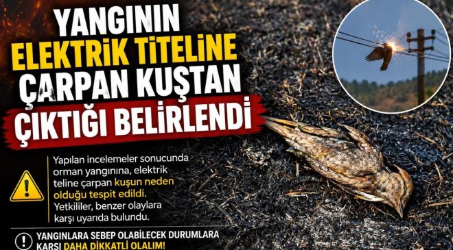 YANGININ ELEKTRİK TELİNE ÇARPAN KUŞTAN ÇIKTIĞI BELİRLENDİ