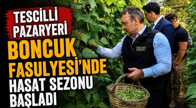 TESCİLLİ PAZARYERİ BONCUK FASULYESİ’NDE HASAT SEZONU BAŞLADI