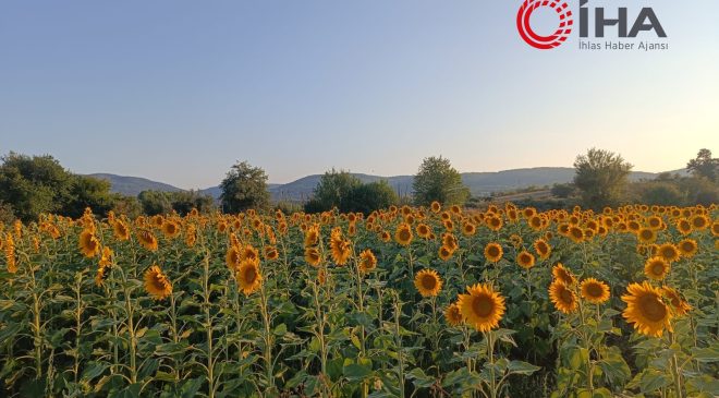 Pazaryeri’nde ayçiçeği tarlaları görsel şölen sunuyor