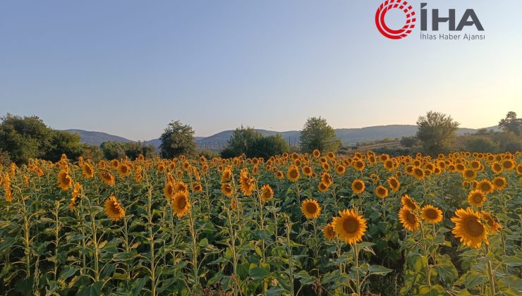 Pazaryeri’nde ayçiçeği tarlaları görsel şölen sunuyor