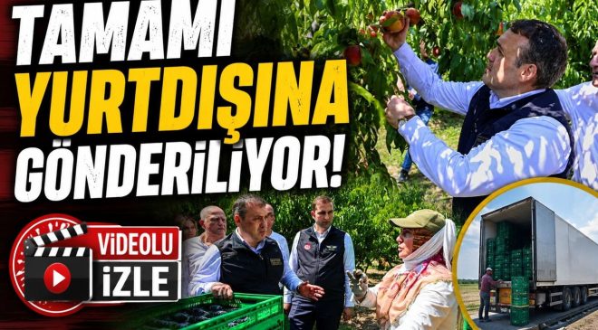 BU NEKTARİNİN TAMAMI YURTDIŞINA GÖNDERİLİYOR