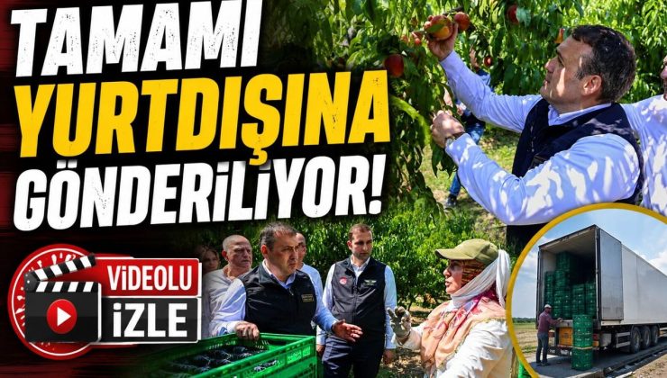 BU NEKTARİNİN TAMAMI YURTDIŞINA GÖNDERİLİYOR