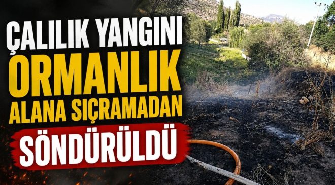ÇALILIK YANGINI ORMANLIK ALANA SIÇRAMADAN SÖNDÜRÜLDÜ