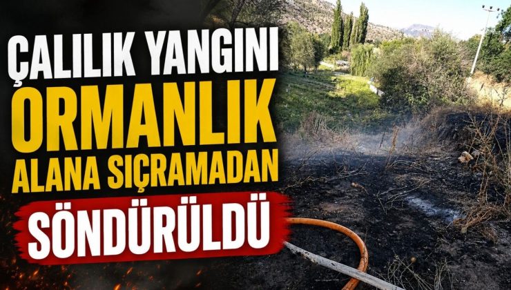 ÇALILIK YANGINI ORMANLIK ALANA SIÇRAMADAN SÖNDÜRÜLDÜ