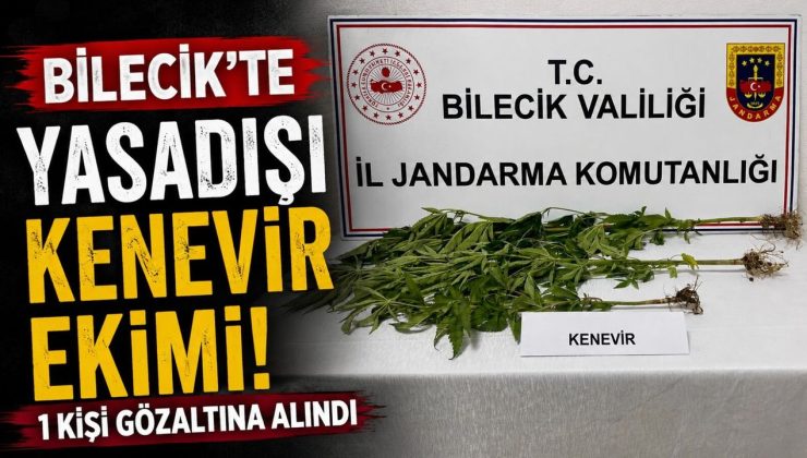 YASADIŞI KENEVİR EKİMİ ORTAYA ÇIKARILDI