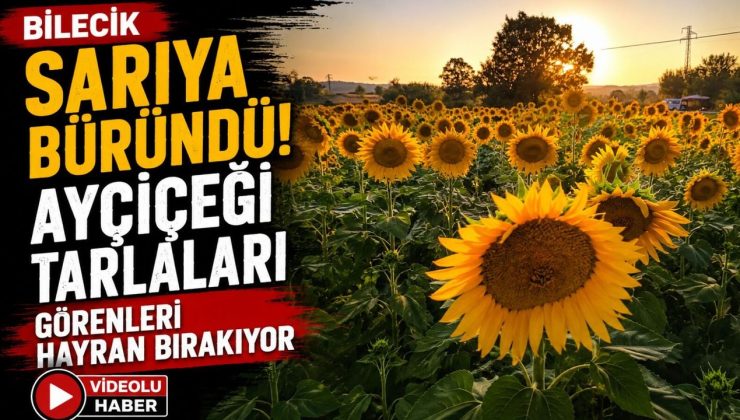 SARIYA BÜRÜNDÜ, AYÇİÇEĞİ TARLALARI GÖRENLERİ HAYRAN BIRAKIYOR