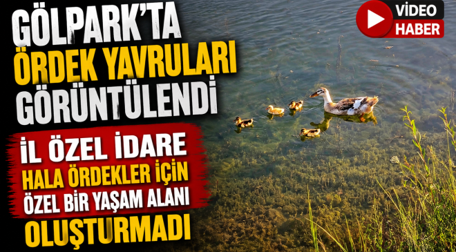 GÖLPARK’TA ÖRDEK YAVRULARI GÖRÜNTÜLENDİ