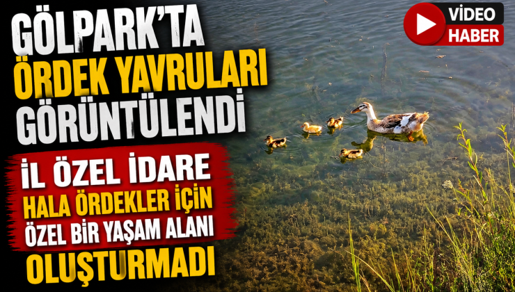 GÖLPARK’TA ÖRDEK YAVRULARI GÖRÜNTÜLENDİ