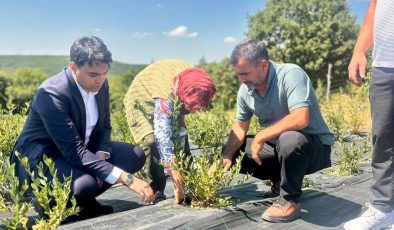 YABAN MERSİNİ HASADI YERİNDE İNCELENDİ