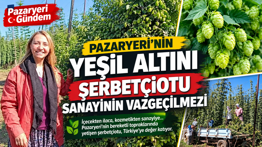 PAZARYERİ’NİN YEŞİL ALTINI TÜRKİYE’YE DEĞER KATIYOR! DÜNYA SANAYİSİNİN GÖZÜ BU ÜRÜNDE PAZARYERİ’NİN YEŞİL ALTINI TÜRKİYE’YE DEĞER KATIYOR! DÜNYA SANAYİSİNİN GÖZÜ BU ÜRÜNDE